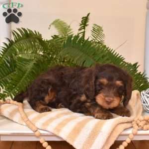 Shadow, Cavapoo Puppy
